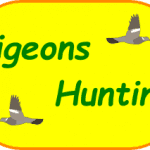Pigeons Hunting
